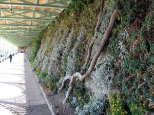 Green wall at Marine Drive, Brighton