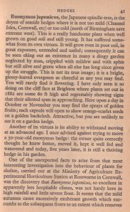 Japanese Privet - Description From 'Gardening By The Sea' P.41