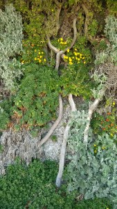 Wallflower, Madeira Drive green wall, Brighton