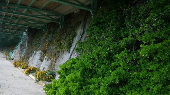 Wallflowers along the sheltered walk, Madeira Drive
