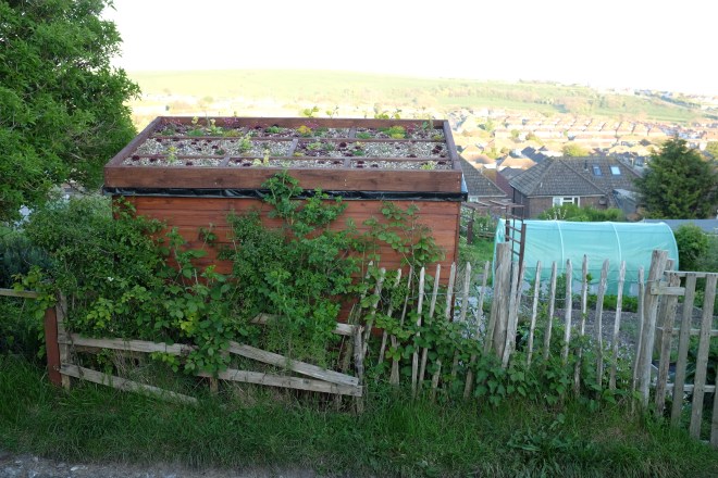 shed green roof on allotment in Brighton