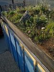 Container green roof at Organic Roofs HQ, Shoreham