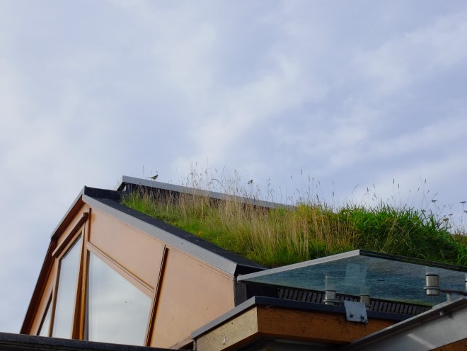 Grey wagtail on the roof of the Velo Cafe, Brighton