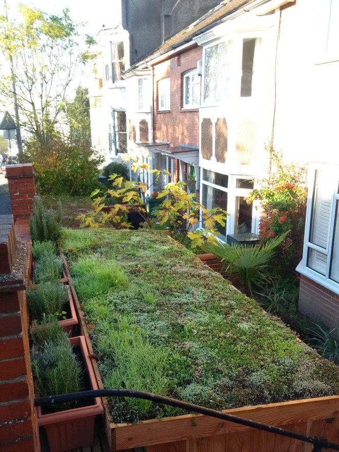 green roof plants on shed