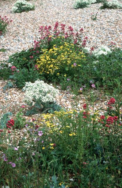 vegetated20shingleswt