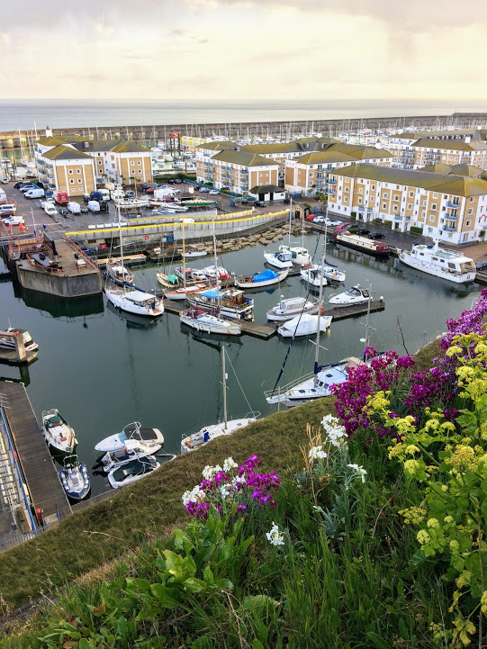 Hoary stock on the cliffs above Brighton Marina