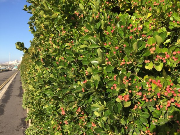 Volunteering cancelled at Madeira Drive green&nbsp;wall