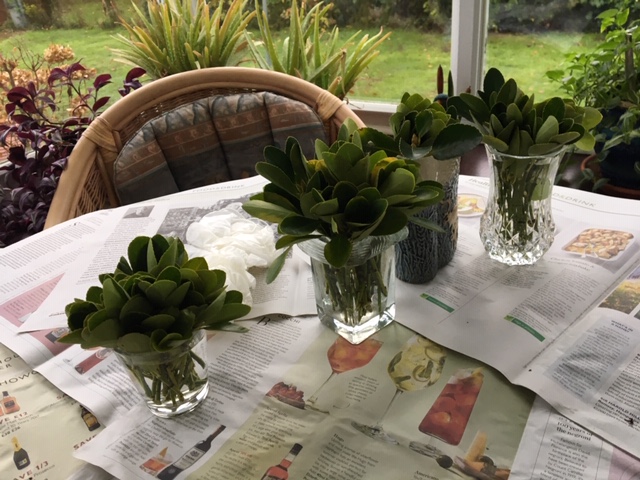 Japanese spindle cuttings in glasses on table