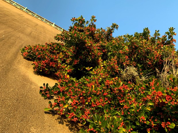 Beautiful berries – this winter the green wall at Madeira Drive bears more fruit than average. Here are six interesting facts about this amazing&nbsp;plant