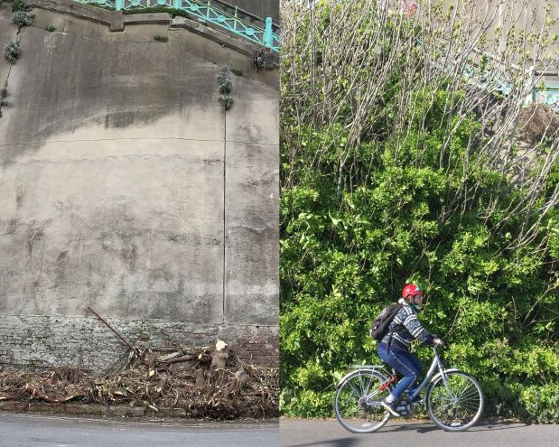 News on Madeira Drive green wall – recent loss, new planting and a change of&nbsp;scope