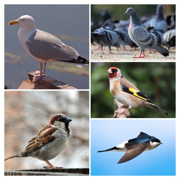 Know your birds – Ten feathered friends to look out for along the Madeira Drive Green Wall on International Dawn Chorus&nbsp;Day